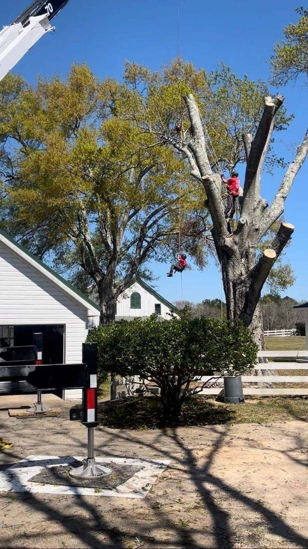 Two climbers on rope working the upper limbs of a hardwood over a white barn